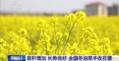 丰收正在望 